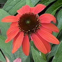 エキナセア,素敵な出会いに感謝,今日も元気で,ばら バラ 薔薇,今日も笑顔で♡の画像