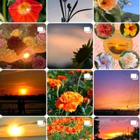 ノブドウ,ノブドウの実,24日は夕焼けの日,24日は夕焼けの日の画像