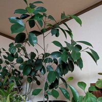 ベンジャミン,観葉植物,成長記録,挿し木,多様性を愛する会の画像