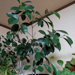 ベンジャミン,観葉植物,成長記録,挿し木,多様性を愛する会の画像