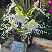 サガリバナ,サガリバナ,どんぐり,どんぐり,デンドロビュームの画像
