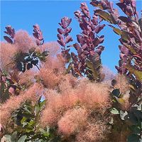 スモークツリー,スモークツリー,登山,落葉低木,ケムリノキの画像