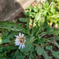タンポポ,ガーデニング,ボタニカルライフ,山野草,お庭の植物の画像
