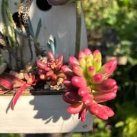 紅葉する多肉,松井田バラ園,松井田バラ・多肉植物園の画像