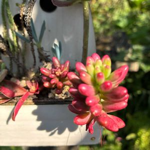 紅葉する多肉,松井田バラ園,松井田バラ・多肉植物園の画像