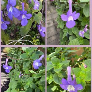 鉢植え,プランター,青いお花大好きファンクラブ,庭の画像