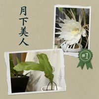 月下美人,がんばろう熊本！,青森県(*´˘`*)だーい好き❣❣,がんに負けるな！,人に優しくの画像