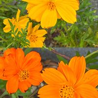 ツツジ,ペンタス,キバナコスモスの画像