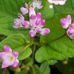 ミゾソバ,雑草,花のある暮らし,今日のお花,植物大好きの画像