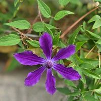 アゲラタム,アンゲロニア,クレマチス,クレマチス,トレニアの画像