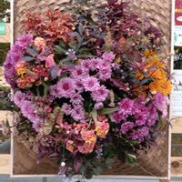 寄せ植え,ガーデニング,日比谷公園,壁掛け,ハンギングの画像