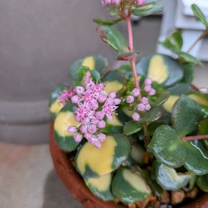斑入りミセバヤ,ガーデンマム,イングリッシュデージー ロリポップ,多肉植物,ナチュラルガーデンの画像