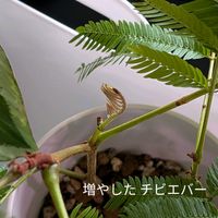 エバーフレッシュ,観葉植物の画像
