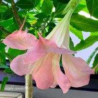エンジェルストランペット,花のある暮らし,お散歩写真,お花が好き♡,綺麗なお花の画像