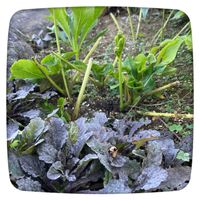 アジュガ,キク,クリスマスローズ,カイヅカイブキ,ヤマハッカの画像