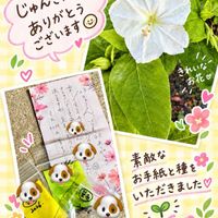 オシロイバナ,トンビ,朝6時頃の空,いつもありがとう♡,GSのみなさんに感謝♡の画像