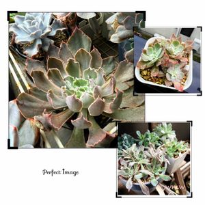 シャビアナ ペレグリナ,シャビアナ ペレグリナ,no green no life,癒し空間,多肉植物のある暮らしの画像