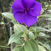 ノボタン,元気もらえる,お花のある暮らしの画像