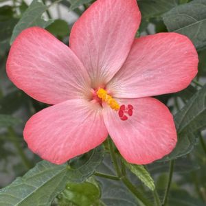 アベルモスクス(アカバナワタ),ナチュラルガーデン,お庭の花たち,花と暮らす,種蒔きっ子の画像