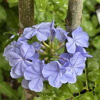 ルリマツリ,ルリマツリ(プルンパーゴ),癒し,花のある暮らし,植物のある暮らしの画像