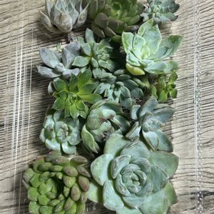 ガーデニング,ウッドデッキ,多肉ジャングル,秋の寄せ植え☘️,元気もんアガベの画像