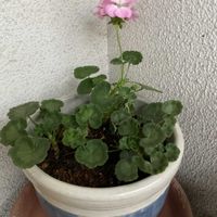 ゼラニウム,植え替え,鉢植えゼラニウム,GS日和,小さな庭の画像