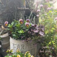 フロステッド チョコレート,寄せ植え,ナチュラルガーデン,ジャンクガーデン,シェードガーデンの画像