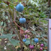 ノブドウの画像
