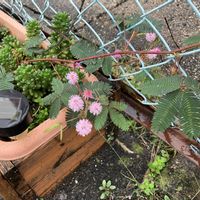 オジギソウ,塊根植物,コーデックス,叔父貴とヤス,たまにはプランターの画像