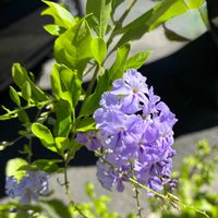 カリガネソウ,デュランタ,ヤブラン,サルビアガラニチカ,サルビアアズレアの画像