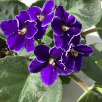 セントポーリア,ソテツ,チョコレートコスモス,寄せ植え,花のある暮らしの画像