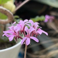 ローズゼラニウム,熊童子,白檀,柱サボテン,ホヤ(サクララン)の画像