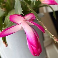 シャコバサボテン,花のある暮らし,緑のある暮らし,チーム長野,紛紅駭緑の画像