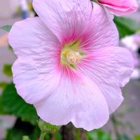 タチアオイ,ホリホック（タチアオイ）,お花,タチアオイ❁の画像