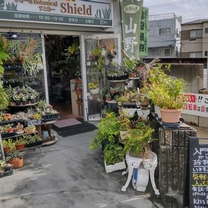 多肉植物,ウラボシ科,ビカクシダ属,食中植物,塊根の画像