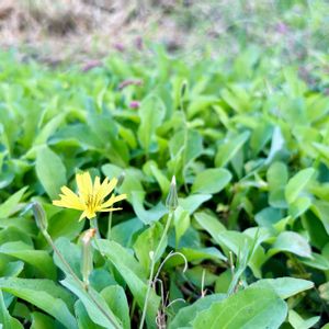 オオジシバリ,かわいい雑草,田んぼの花,道端の花,みどりのまとめの画像