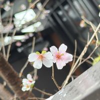 サクラの画像