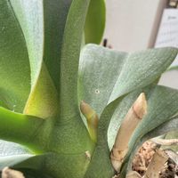 胡蝶蘭,デンファレ,おうち園芸,植物整理の画像