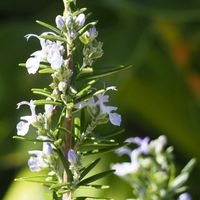 ローズマリー,常緑低木,美しく青きドヨウ,おしゃれな土曜日♪,庭の花便りの画像