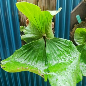 ビカクシダ エレファントティス,子株,苔玉,水苔,板付けの画像
