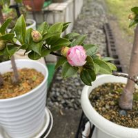 玄関アプローチの画像