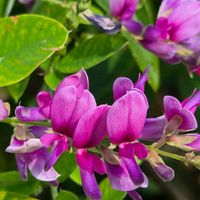 ハギ,ヤマハギ,ミヤギノハギ,萩,季節の花の画像