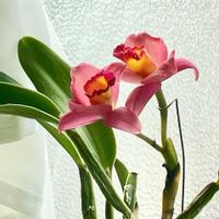 カトレア,ガーデニング,洋ラン,花のある暮らしの画像