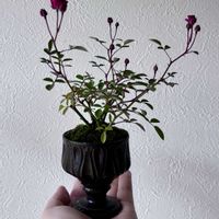 ミニバラ,姫バラ,いちご姫,姫バラ　いちご姫,盆栽の画像