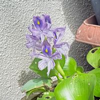 ホテイアオイ,ホテイアオイ,マクロレンズ,お出かけ先にて,いつもの散歩道の画像