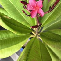 プルメリア,南国の花,ピンク❤︎ピンクの画像