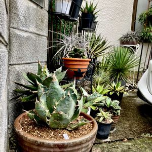 吹上,Agave titanota 'Hakugei',Agave striata,カクタス広瀬,車庫の画像