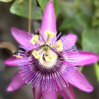 アメリカンブルー,トケイソウ,ヤナギバルイラソウ,トケイソウの蕾,美しく青きドヨウの画像