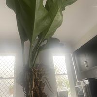 アンスリウム,アンスリウム,フーケリ,Anthurium hookeriの画像