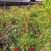 ルコウソウ,ルコウソウ,花壇,庭の画像